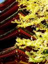 Tea Garden pagoda with yellow leaves.